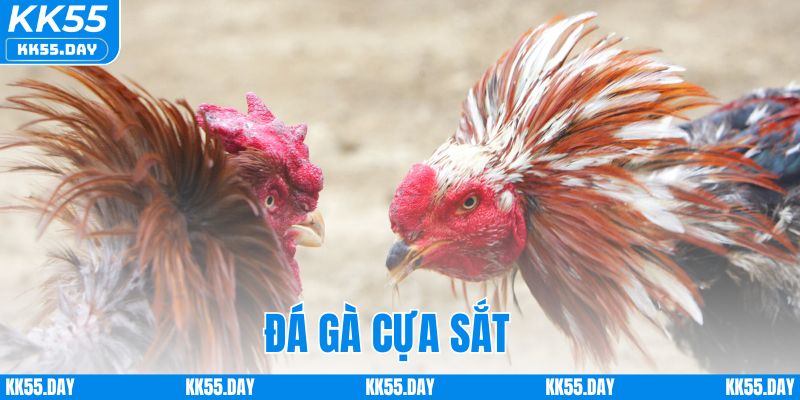 Luật Chơi Đá Gà Cựa Sắt Chi Tiết Và Cách Cược Dễ Hiểu