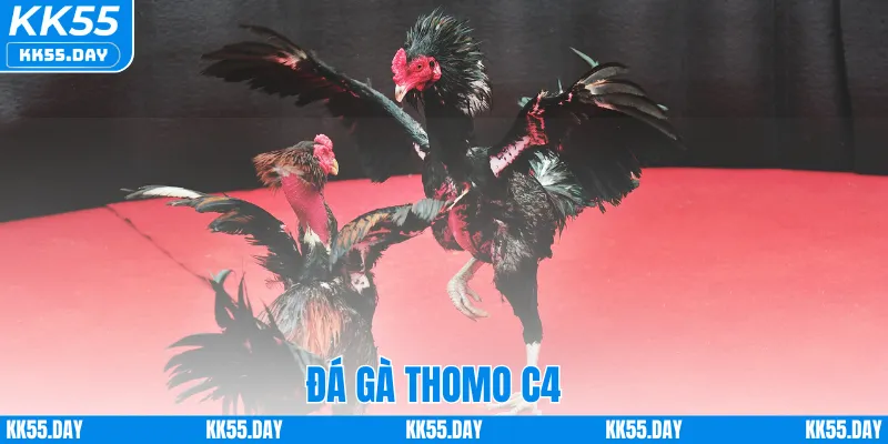 Đá Gà Thomo C4 – Sân Chơi Hấp Dẫn Dành Cho Người Mê Cá Cược