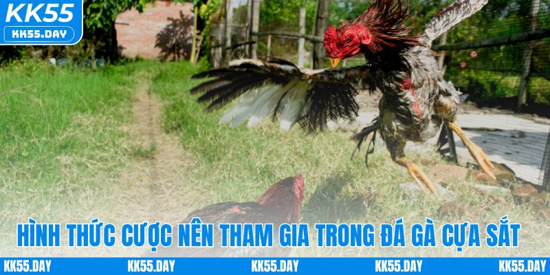 Hình thức cược nên tham gia trong đá gà cựa sắt