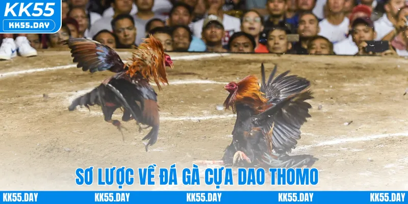 Sơ lược về đá gà cựa dao Thomo